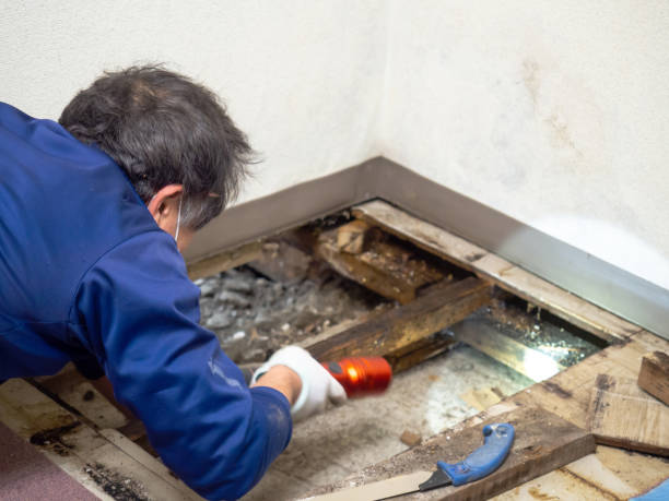 Best Water Damage Restoration  in Brundidge, AL