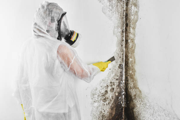 Best Crawl Space Mold Removal  in Brundidge, AL