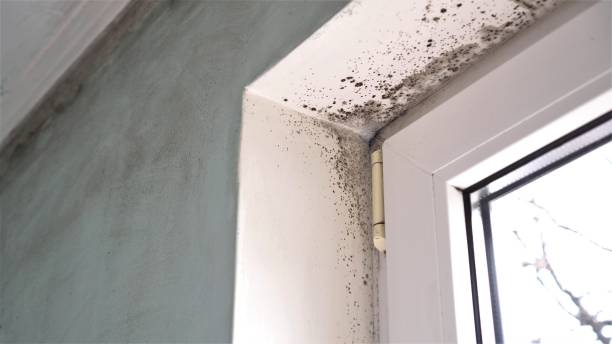 Best Certified Mold Removal  in Brundidge, AL