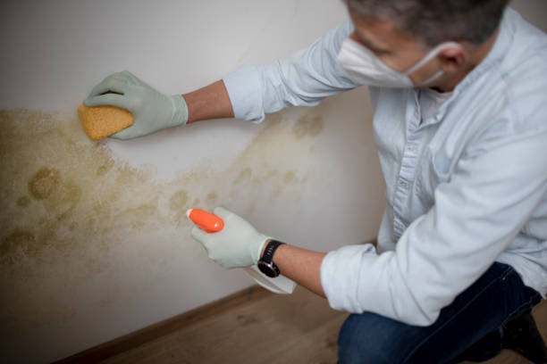 Best Commercial Mold Removal  in Brundidge, AL