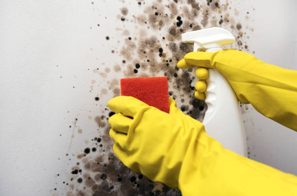 Best Fast Mold Removal  in Brundidge, AL