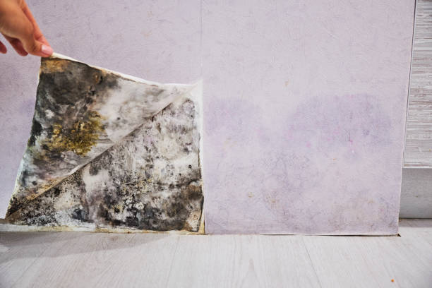 Best Mold Cleaning Services  in Brundidge, AL